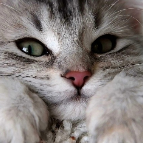 Алексей Пашков